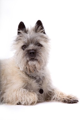 Cairn Terrier